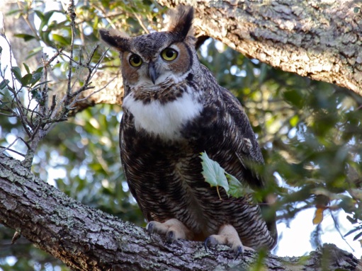 Great-horned owl, hooting (photo by Chuck Tague)