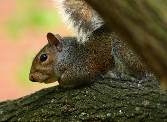 Gray squirrel (photo by Chuck Tague)
