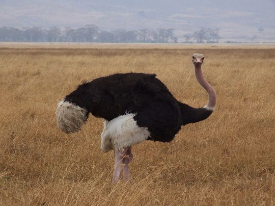 Ostrich at Ngorongoro, photo by Wikimedia user Nicor