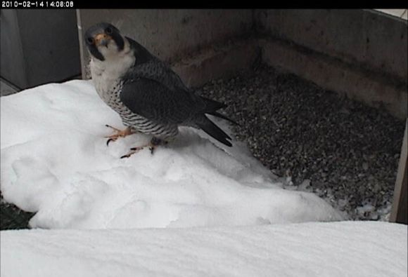 E2 visits the nest in the snow, Feb 14, 2010 (photo from the National Aviary's webcam at Univ of Pittsburgh)
