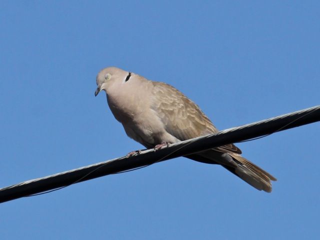 Eurasian collared dove with its nictitating membranes closed (photo by Chuck Tague)