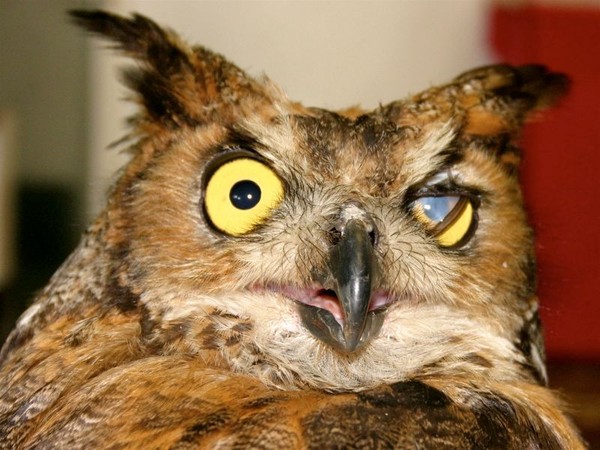 Great horned owl blinking its thrid eyelid (photo by Chuck Tague)