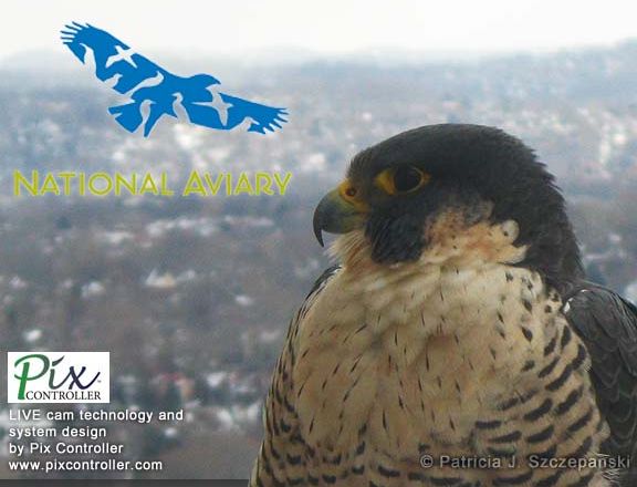 Falconcam splash screen (from the National Aviary and Wildearth.tv)