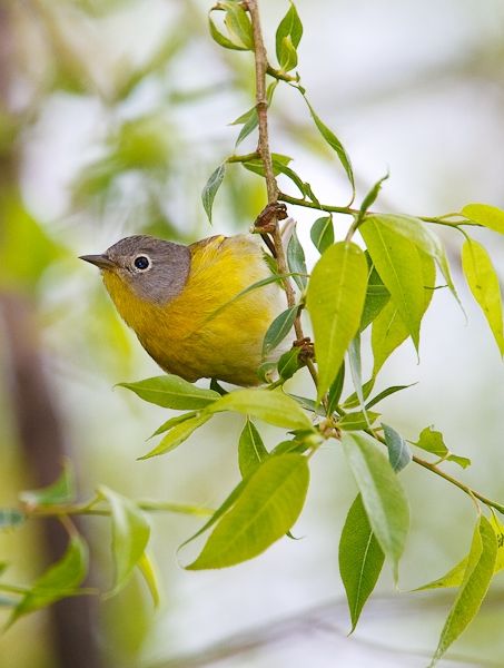 Nashville Warbler at Magee Marsh (photo by Brian Herman)