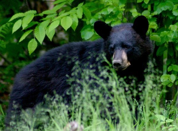 Black Bear (photo by Chuck Tague)