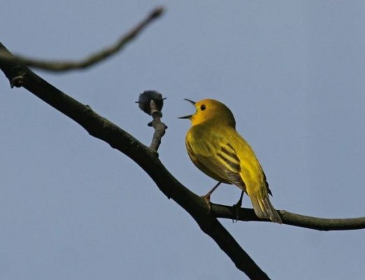 Yellow warbler (photo by Chuck Tague)