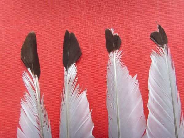 Recently molted feathers of Black-legged Kittiwake (photo by Jymm in public domain on Wikimedia)