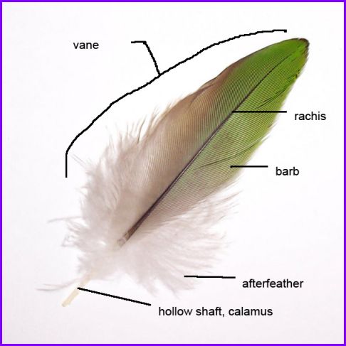 Parts of a Bird: Feather Areas - Avian Report