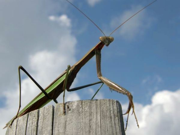 Praying Mantis (photo by Marcy Cunkelman)