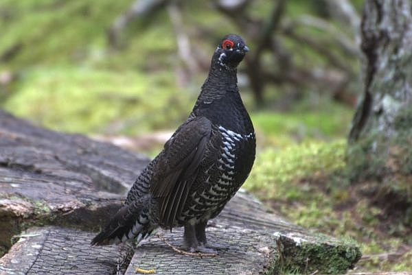 Male spruce grouse, Boot Cove, Maine (photo by Jim Honeth)