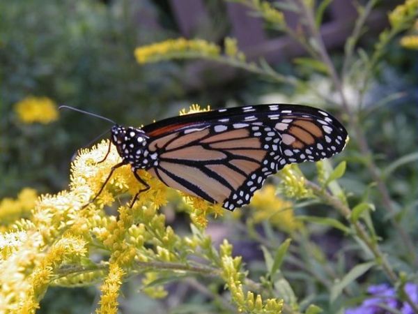 Monarch butterfly on goldenrod (photo by Marcy Cunkelman)