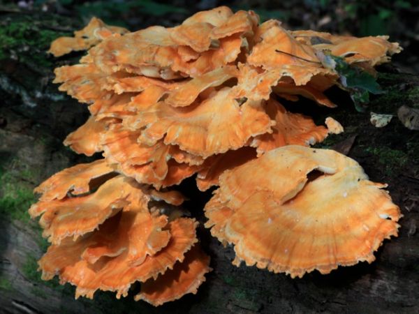Chicken-of-the-woods (photo by Chuck Tague)