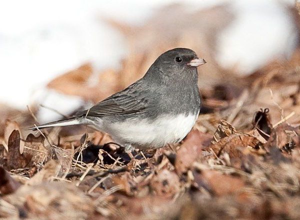 Dark-eyed Junco (photo by Bobby Greene)