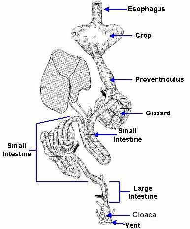 Diagram of bird digestive system (linked from Fernbank.edu)