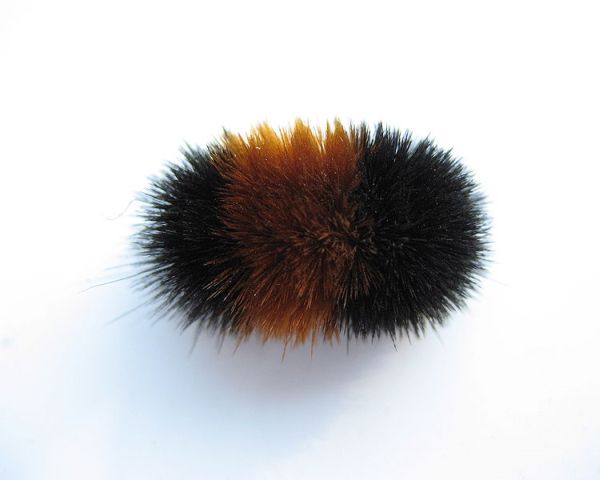 Woolly bear caterpillar, Pyrrharctia isabella (photo from Wikimedia)
