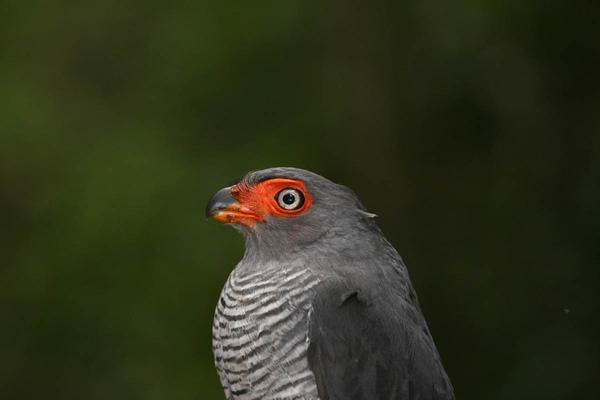 Cryptic Forest-Falcon (photo linked from MSNBC slideshow of the Amazing Amazon)