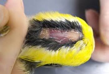 Fat reserves of a magnolia warbler (photo from Powdermill Banding Research)