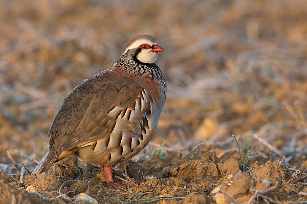 Red-legged partridge (photo from Wikimedia Commons)
