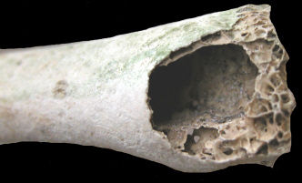 Hollow bone (photo from Henderson State Univ Nature Trivia by Renn Tumlison)