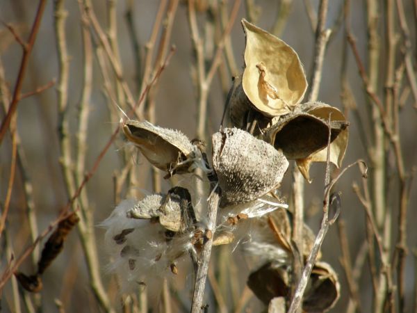 Milkweed pods in winter (photo by Marcy Cunkelman)