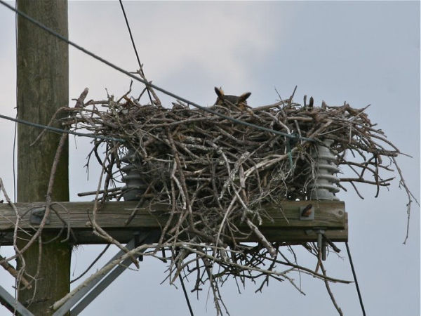 Great horned owl nesting on Merritt Island (photo by Chuck Tague)