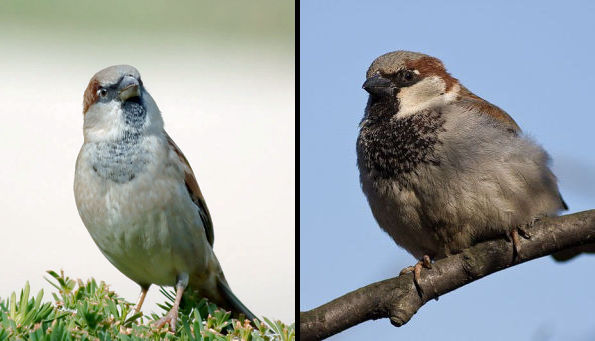 Comparing bib size in two male House Sparrows (photos from Wikimedia Commons)