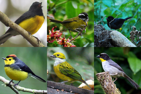 Black and yellow birds who flock together in Western Panama (photo composite)