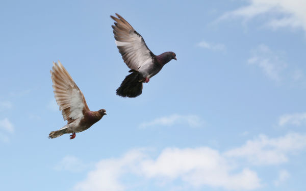 Two rock pigeons in flight (photo from Shutterstock)