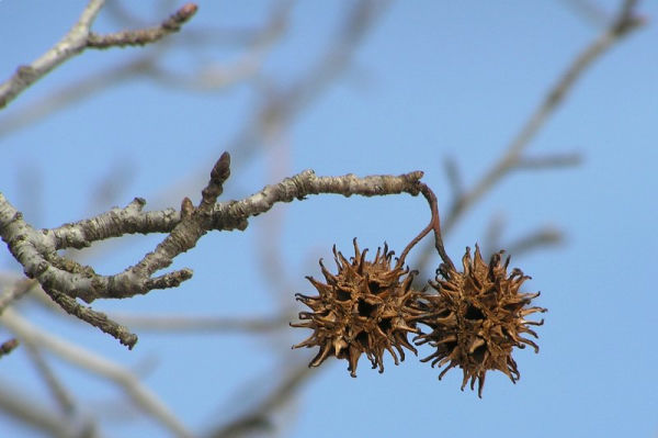 Sweet gum seed balls (photo by Dianne Machesney)