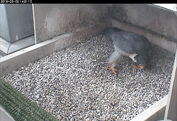 E2 swaggers at the nest, calling for Hope to join him, March 2016 (photo from the National Aviary falconcam at Univ. of Pittsburgh)