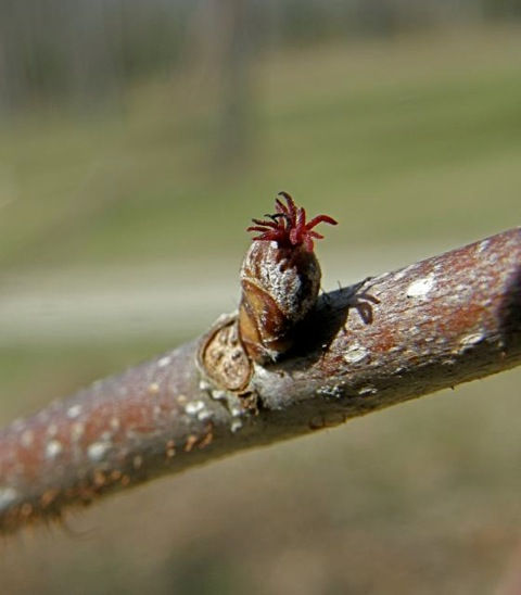 Female flower of the American hazelnut (photo by Marcy Cunkelman)