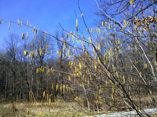 American hazelnut with catkins (photo by Kate St.John)