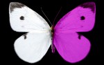 Cabbage white butterfly reflects UV light (photo by Nathan Morehouse in Science Magazine)