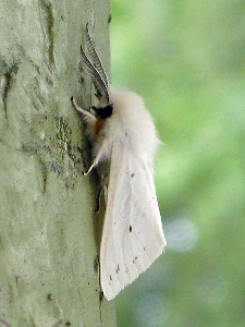 Fall webworm moth (photo from Wikimedia Commons)