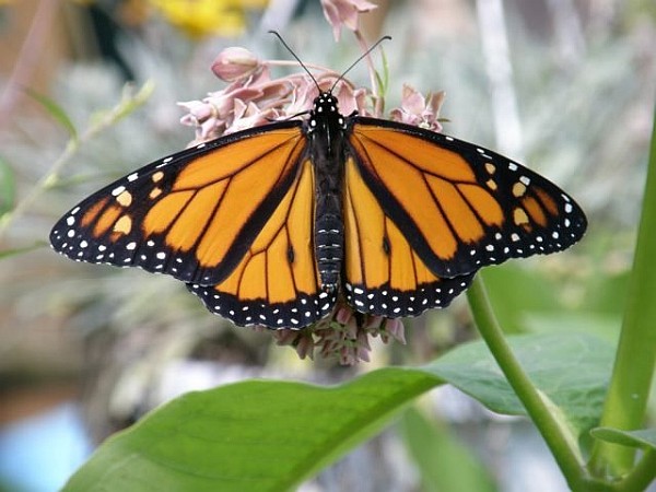 Male monarch butterfly (photo by Marcy Cunkelman)