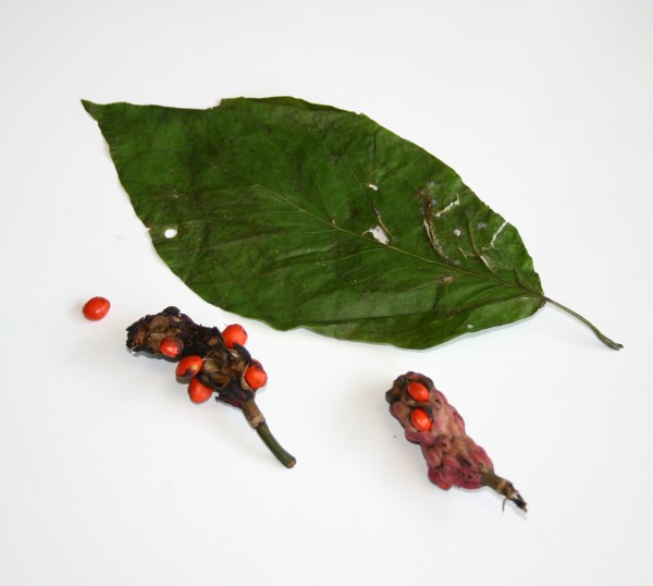 Magnolia cucumber leaf, seed pods and seed (photo by Kate St. John)