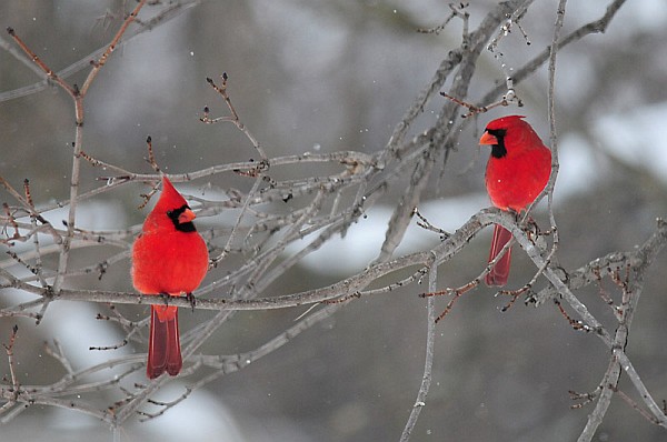 Two male Northern Cardinals in winter (photo by Steve Gosser)