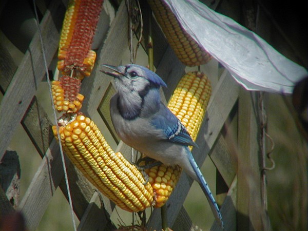 What Foods Do Blue Jays Eat? - Birds and Blooms