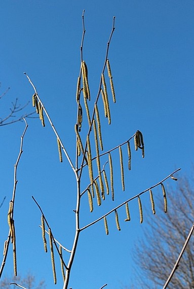 American hazelnut catkins, early March 2012 (photo by Marcy Cunkelman)