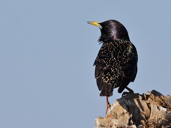 European Starling in breeding plumage (photo by Chuck Tague)