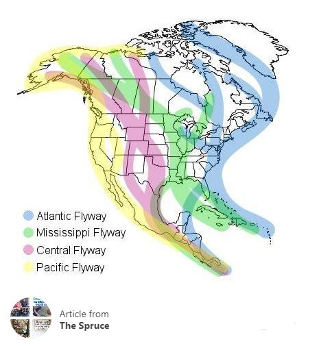 Migration flyways map from Melissa Mayntz at The Spruce