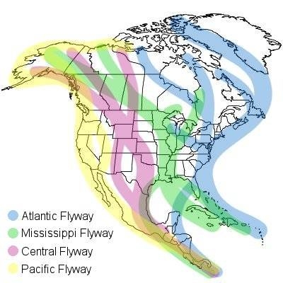 Migration flyways map from Melissa Mayntz at The Spruce