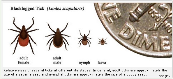Relative size of black-legged ticks (image from CDC.gov)