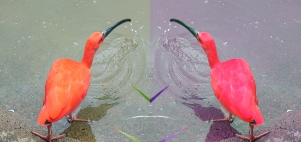 What color is a scarlet ibis? (original photo by tj on Wikimedia Commons)