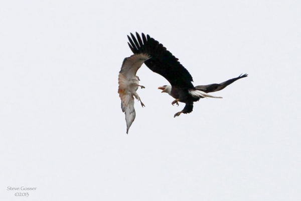 Red-tailed hawk vs. Bald Eagle, Harmar Twp, PA, 17 Mar 2013 (photo by Steve Gosser)
