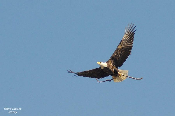 Harmar Bald Eagle carrying nesting material (photo by Steve Gosser)