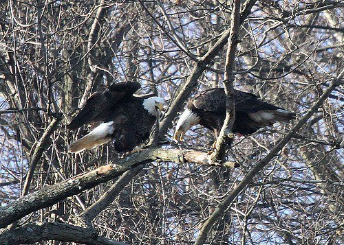 Bald eagle pair at Hays, Pittsburgh (photo by Tom Moeller)