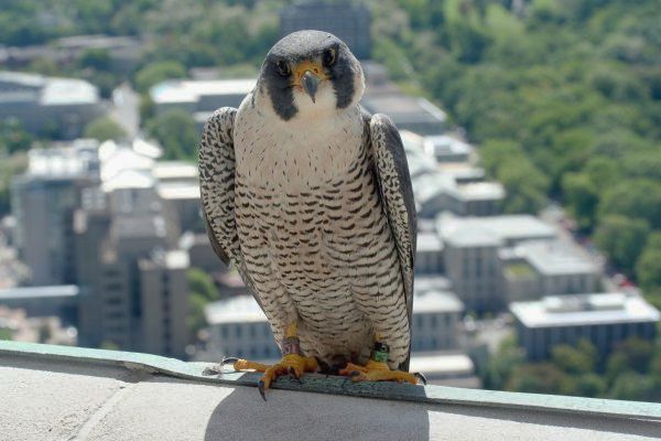 Peregrine falcon, Dorothy (photo by Jessica Cernic Freeman)