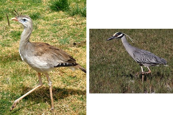 Red-legged Seriema (Wikimedia Commons), Yellow-crowned Night-heron (Chuck Tague)