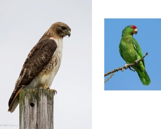 Red-tailed hawk by Bobby Greene, Red-crowned parrot from Wikimedia Commons